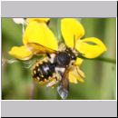 Anthidium manicatum - Grosse Wollbiene m16b 13mm.jpg